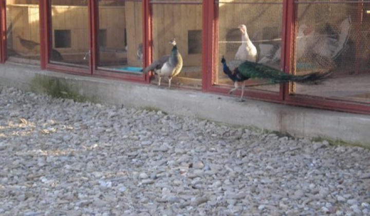 1. fotografia fotogalérie Firmy a spoločnosti / Roľnícke družstvo v Plavnici - foto