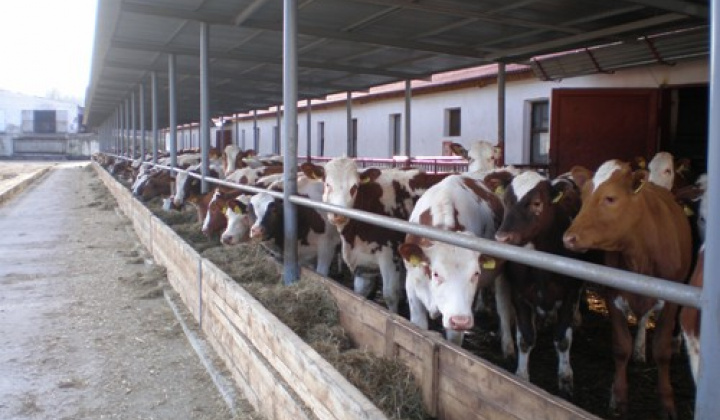 3. fotografia fotogalérie Firmy a spoločnosti / Roľnícke družstvo v Plavnici - foto