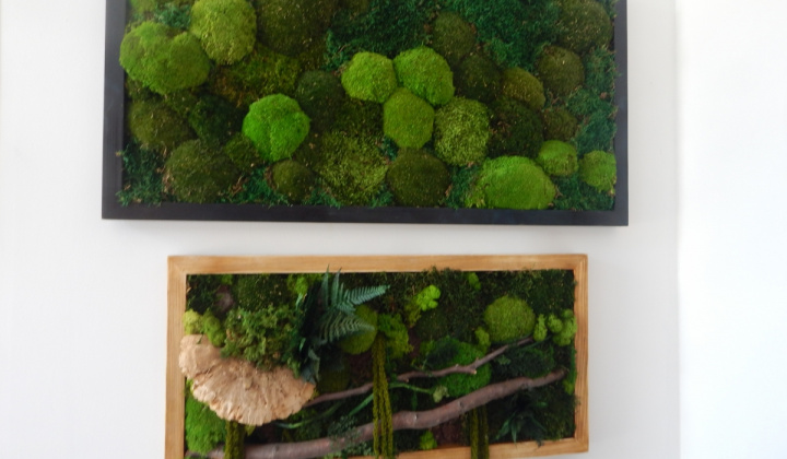 7. fotografia fotogalérie Firmy a spoločnosti / Kvetinárstvo KVET - Plavnica - foto