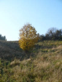 200810200725530.P1020413.JPG