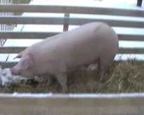 200901121023250.snapshot20090102161239