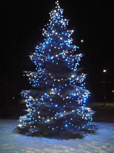 Tohoročný vianočný stromček v Plavnici