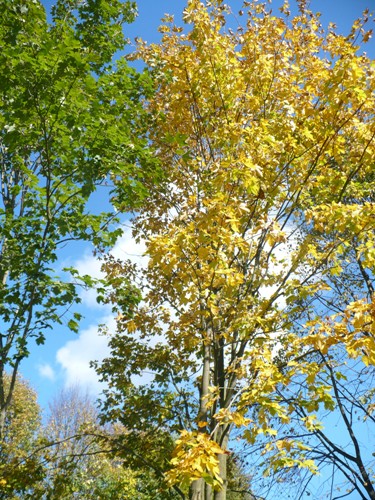 201010131407220.p1090410