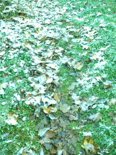 201210291521260.p1150478